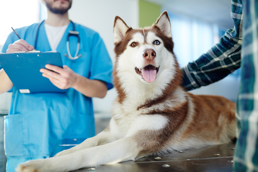 Phoenix best sale vet clinic